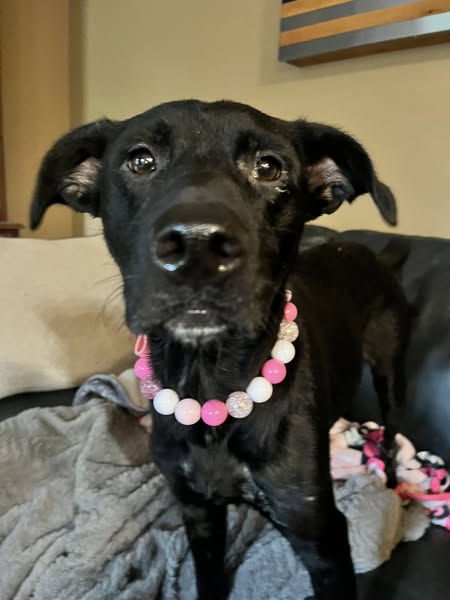 Jolene’s Journey: From Despair to a Dream Life